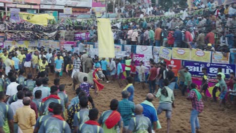 Wide-shot-of-Indian-participants-attempting-to-catch-a-bull-during-a-bull-taming-festival-in-the-village-of-Palamedu