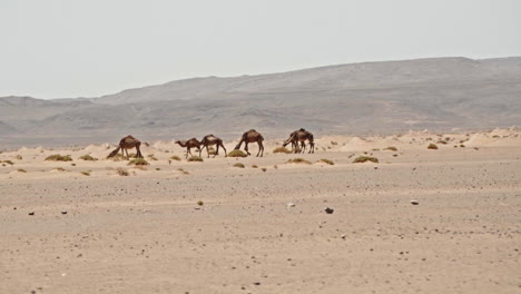 Camels-walking-in-a-vast-desert-landscape-with-distant-mountains-on-the-horizon