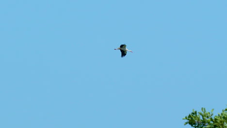 A-stork-in-mid-flight-above-lush-green-trees,-showcasing-the-contrast-between-sky-and-foliage