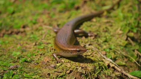 Garden-lizards-are-one-of-the-most-common-types-of-lizards-found-in-Indonesia