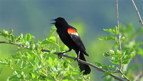 A-red-winged-black-bird-perched-on-a-leafy-branch-on-a-bush-on-a-summer-day