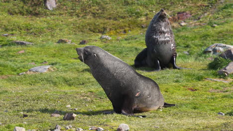 Antarctic-Fur-Seals-in-Grassland-of-South-Georgia-Island,-Slow-Motion