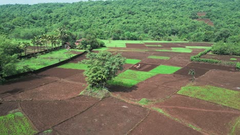 Leeres-Getreidefeld-Im-Grünen-Wald,-Drohne-Bewegt-Sich-180d-Ansicht-In-Konkan