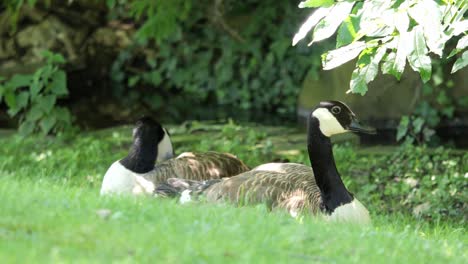 Canada-Goose-near-a-Lake-Preening-itself-and-another-Goose-is-Relaxing-on-a-Sunny-Day