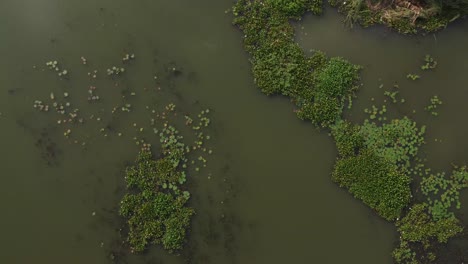 Vista-Aérea-De-Hojas-Verdes-Flotando-En-El-Lago-En-Abuja,-Nigeria