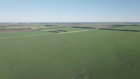 Aerial-drone-tilt-down-shot-over-green-corn-crops-growing-in-early-summer-in-North-Dakota,-USA-during-morning-time