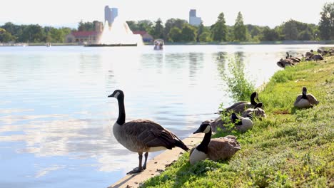 Gänse-Sitzen-Am-Wasser-Im-Stadtpark-Von-Denver