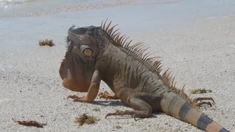 Una-Iguana-Toma-El-Sol-En-Una-Playa-De-Arena,-Su-Espalda-Espinosa-Y-Su-Piel-Texturizada-Contrastan-Con-Los-Suaves-Granos-De-Arena