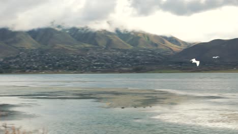 Reiher-Fliegen-über-Eine-Wunderschöne-Grüne-Wiese-Und-Eine-Lagune-Mit-Kristallklarem-Wasser,-Mit-Anderen-Vögeln-Im-Hintergrund-An-Einem-Wintermorgen