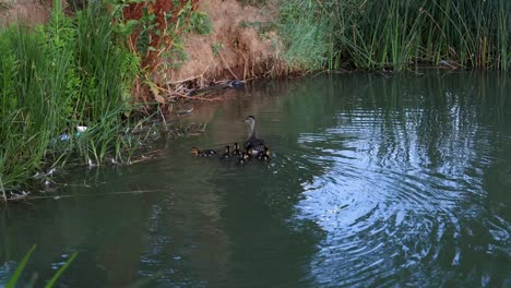 Baby-and-mother-ducks-swimming