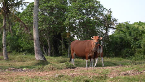 Low-angle-pan-to-the-right-showing-a-brown-cow-and-its-calf-nursing-on-a-grassland-in-Bali,-Indonesia