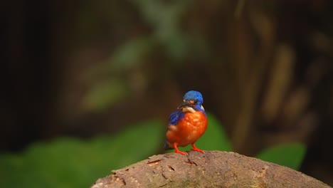 Der-Kleine-Blauohr-Eisvogel-Putzt-Seinen-Schnabel-Und-Fliegt-Dann-Davon