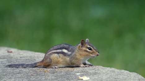 A-chipmunk-resting-on-a-rock-against-a-green-background