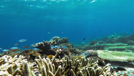 Una-Escena-Submarina-Vibrante,-Con-Una-Gran-Variedad-De-Corales-Y-Bancos-De-Peces-De-Colores