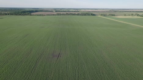 Disparo-Aéreo-De-Un-Dron-Volando-Alto-Sobre-Verdes-Tierras-De-Cultivo-A-Lo-Largo-Del-Campo-Rural-En-Dakota-Del-Norte,-EE.UU.-Durante-La-Mañana