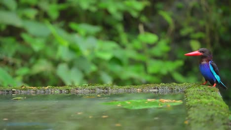 Ein-Javanischer-Eisvogel-Steht-An-Der-Ecke-Des-Pools