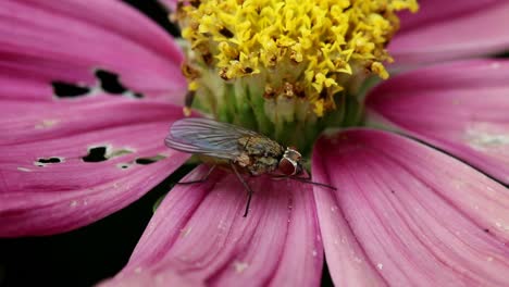 Eine-Fliege-Thront-Auf-Einer-Lila-Gartenblume