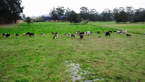 Vista-Aérea-De-Vacas-Pastando-En-Campos-Verdes-En-Colombia,-Bajo-Un-Cielo-Despejado,-Rodeada-De-Exuberante-Vegetación-Y-Colinas