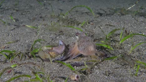 Coconut-Octopus-kicks-up-sand-and-walks-away,-Anilao,-Philippines