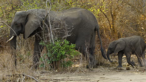 Elephant-mother-walks-through-African-bush-followed-by-her-baby-and-another-female