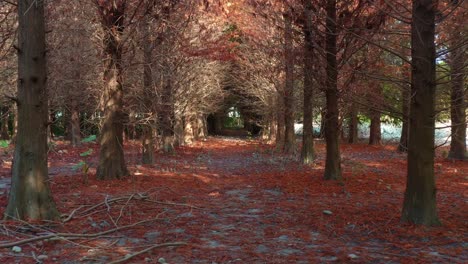 A-serene-forest-path-lined-with-autumnal-Bald-Cypress-trees,-under-a-natural-canopy-of-bare-branches,-with-dappled-sunlight-filtering-through-the-deciduous-conifer-forests,-aerial-flyover-shot