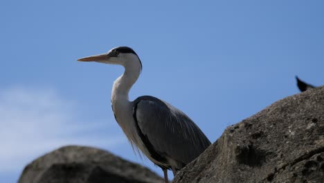 Majestätischer-Graureiher,-Der-An-Einem-Sonnigen-Tag-Auf-Einem-Felsen-Steht-Und-Nach-Beute-Sucht,-Aus-Nächster-Nähe