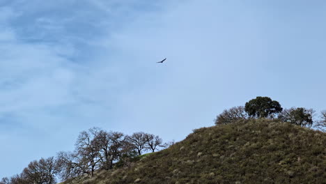 Mammoth-Rock-In-Walnut-Creek,-Kalifornien,-USA,-Adler-Fliegt-Darüber