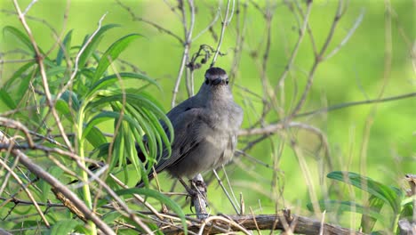 A-grey-catbird-perched-in-a-bunch-of-branches-before-flying-away