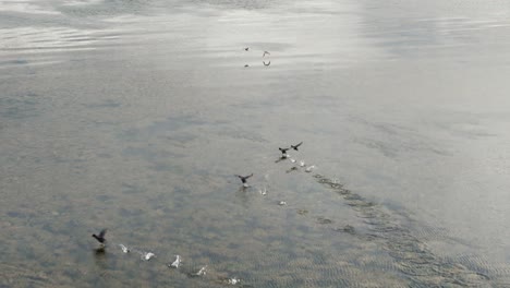 Patos-Volando-Bajo-Y-Tocando-El-Agua-En-Una-Laguna-Con-Aguas-Poco-Profundas-Y-Claras