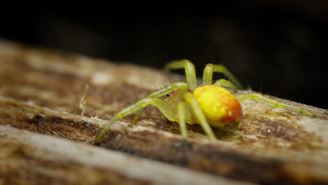 Gurkengrüne-Spinne-Auf-Einer-Holzoberfläche-Im-Natürlichen-Lebensraum,-Nahaufnahme