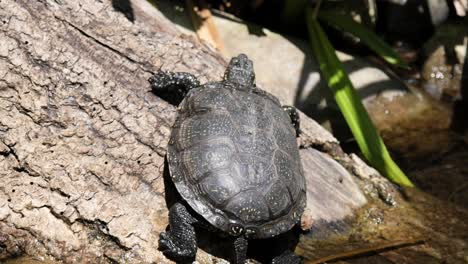 European-Pond-Turtle-Sunbathing-on-a-Tree-Trunk-in-a-Lake,-Close-Up