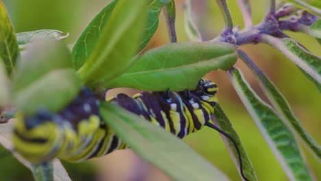 A-hungry-caterpillar-with-vibrant-stripes-voraciously-devours-green-leaves,-capturing-the-essence-of-its-life-cycle-in-a-natural-setting