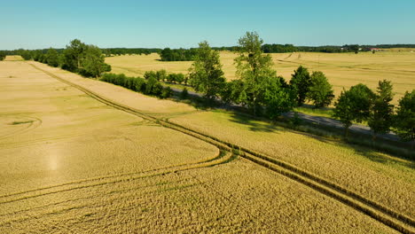 Luftaufnahme-Eines-Riesigen-Goldenen-Weizenfeldes-Mit-Einer-Einzigen,-Von-Bäumen-Gesäumten-Straße,-Die-An-Einem-Klaren,-Sonnigen-Tag-Durch-Die-Landschaft-Führt