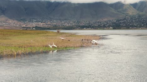 Group-of-herons-and-ducks-hunting-in-a-lagoon-with-clear-waters-in-Tafí-del-Valle,-Argentina