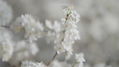 A-close-up-of-cherry-blossoms-emphasizes-their-delicate-structure-and-soft-whiteness,-capturing-their-intricate-beauty