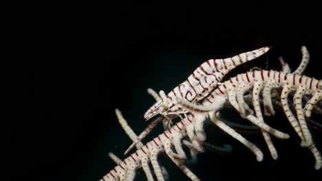 Camarón-Crinoideo-Limpiando-Sus-Ojos-Mientras-Está-En-Un-Crinoideo,-Anilao,-Filipinas-3-De-3-60fps