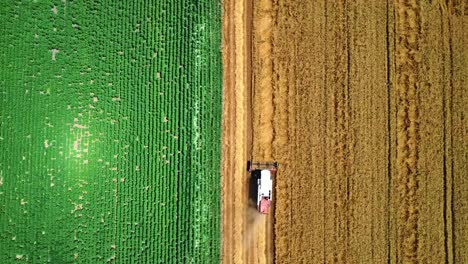 agricultural-harvester-work-in-parallel-bicolor-farmland,-aerial-shot