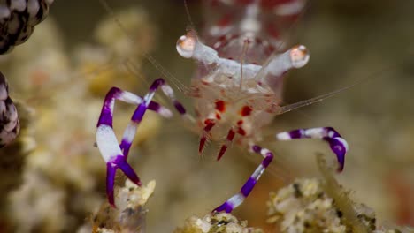 Closeup-of-Magnificent-Anemone-Shrimp-,-Anilao,-Philippines-3-of-3-60fps