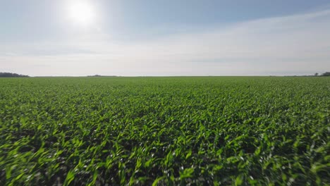 Aerial-drone-backward-moving-shot-over-green-cornfield-in-North-Dakota,-USA-with-sun-shining-in-the-background-on-a-sunny-day