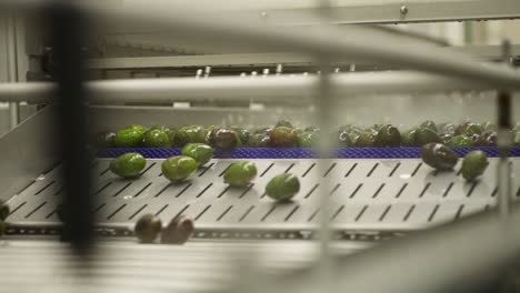 SLOW-MOTION-SHOT-OF-AVOCADOS-FALLING-ON-A-CONVEYOR-BELT-ON-A-PROCESSING-PLANT