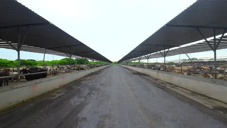 aerial-view-with-drone-of-a-cow-fattening-farm-in-Veracruz