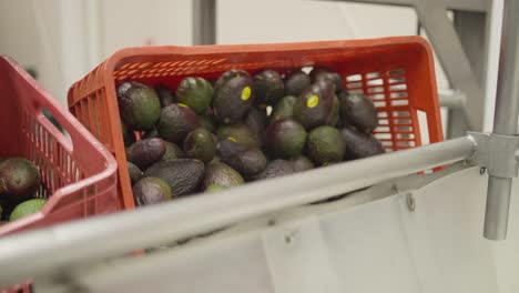 SLOW-MOTION-SHOT-OF-AVOCADO-PROCESSING-PLANT-IN-MICHOACAN