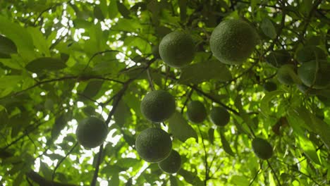 Zeitlupenaufnahme-Von-Avocados,-Die-In-Michoacan-Von-Unten-An-Einem-Baum-Hängen