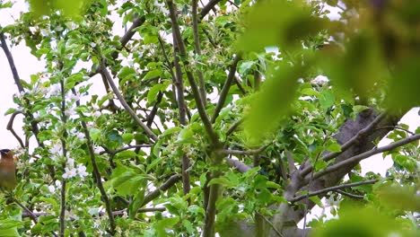 A-cedar-waxwing-bird-found-some-eatable-foods-on-a-public-park,-Quebec,-Canada