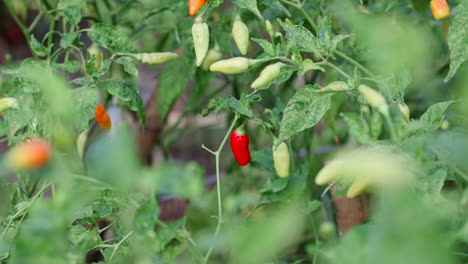 A-close-up-of-a-ripe-red-chili-pepper-growing-on-an-outdoor-farm-in-Bali,-Indonesia