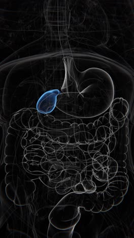 Gall-Bladder-Vertical-Video-|-Gall-Bladder-Vertical-indication-Animation-vertical-video-in-HD