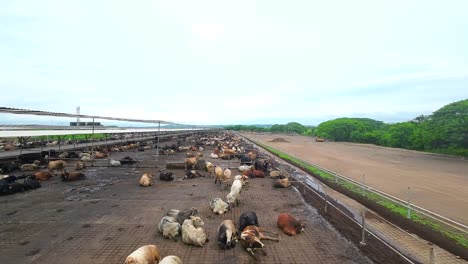 Vista-Aérea-Con-Drone-De-Una-Granja-De-Engorde-De-Vacas-En-Veracruz