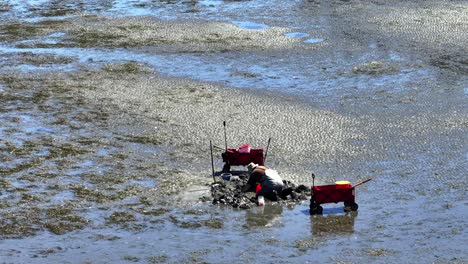 A-Man-Clam-Digging-During-Low-Tide-On-Washington-Coast