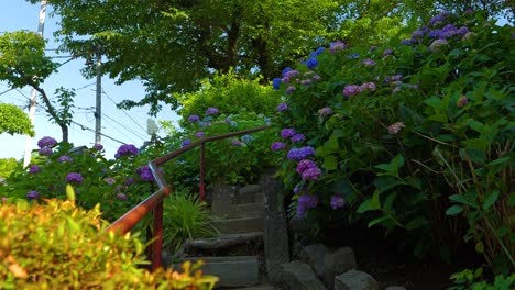 Beautiful-summer-flowers-of-Japan,-Hydrangeas,-blooming-next-to-steps