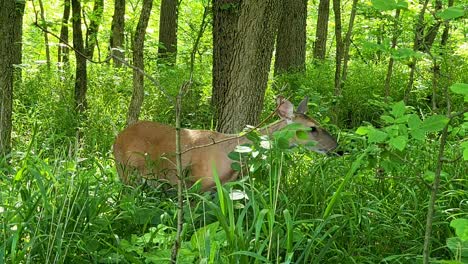 A-beautiful-deer-eating-in-a-tall-grass-meadow